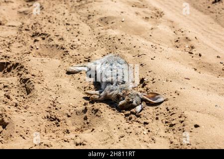 A wild dead rabbit laying on a sandy track. Flies have started to lay eggs in the corpse Stock Photo