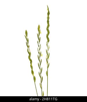 Studio shot, Lolium perenne plant with small yellow flowers, common names, Perennial ryegrass, Peregul on white background Stock Photo