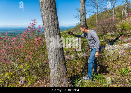 Tourist man photographing pink rhododendron wild flowers with smartphone in Blue Ridge Mountains, Virginia parkway spring springtime sunny day Stock Photo