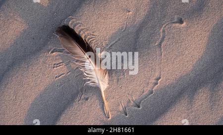 A feather in the beach sand in warm evening light with pattern drawn by wind Stock Photo