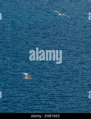 Two seagulls flying over the blue sea, with the panning technique Stock Photo