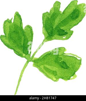 Watercolor image of leaves of parsley on white background. Stock Vector