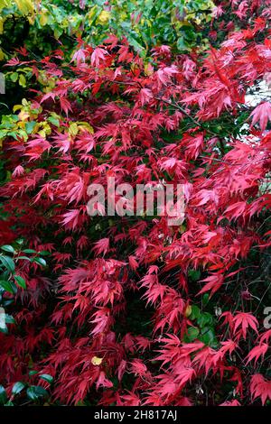 acer palmatum chitoseyama,acers,bright red,crimson red,leaves,foliage,autumn,autumnal,fall,ornamental,tree,trees,garden,RM Floral Stock Photo