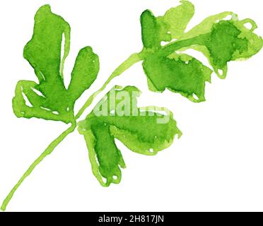 Watercolor image of leaves of parsley on white background. Stock Vector