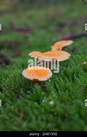 False chanterelle (Hygrophoropsis aurantiaca), mushrooms Stock Photo