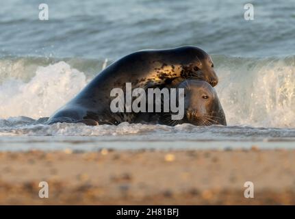 A Bull & Female Grey Seal (Halichoerus grypus) engage in mating behaviour, Norfolk Stock Photo
