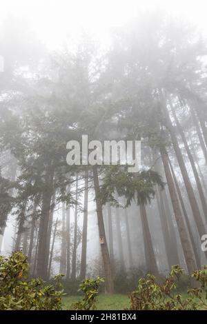 A forest of tall, thin pine trees in fog. Stock Photo