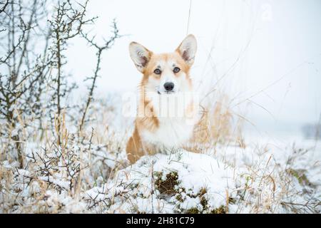 Welsh Corgi Pembroke, portrait in the snow Stock Photo