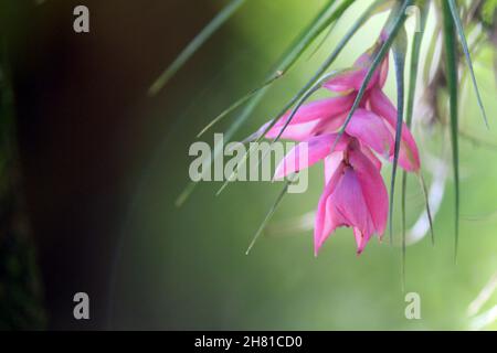 Bromeliad hangs on a tree trunk. The Atlantic Forest has such different structures and floristic compositions Stock Photo