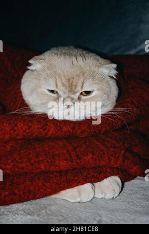 Winter cozy mood, christmas moments, funny holiday pets, festive pets. Cute sleepy scottish fold cat in red sweater lying on the couch at home. Stock Photo