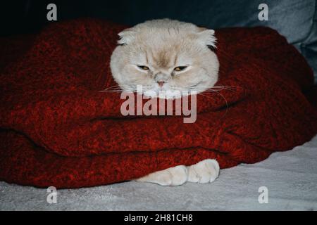 Winter cozy mood, christmas moments, funny holiday pets, festive pets. Cute sleepy scottish fold cat in red sweater lying on the couch at home. Stock Photo