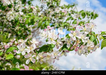 Close up of a branch with white apple tree flowers in full bloom with blurred background in a garden in a sunny spring day, beautiful Japanese cherry Stock Photo