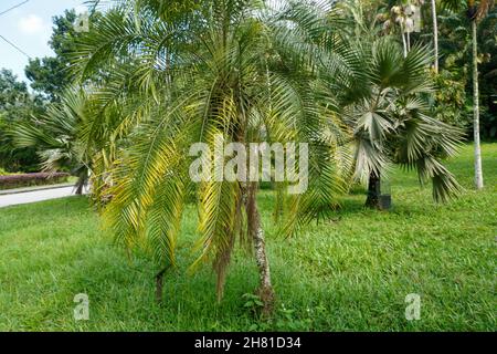 Closeup of Phoenix roebelenii, with common names of dwarf date palm, pygmy date palm. Stock Photo