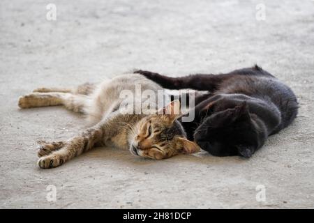 Closeup of two cats lying on the floor. Stock Photo