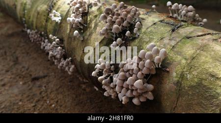 Selective focus on a mushroom cluster on mushroom colony bloom on the surface of a dead coconut tree trunk Stock Photo