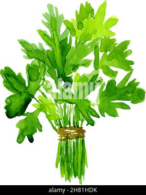 Watercolor image of leaves of parsley on white background Stock Vector