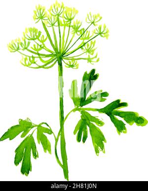 Watercolor image of leaves of parsley on white background Stock Vector