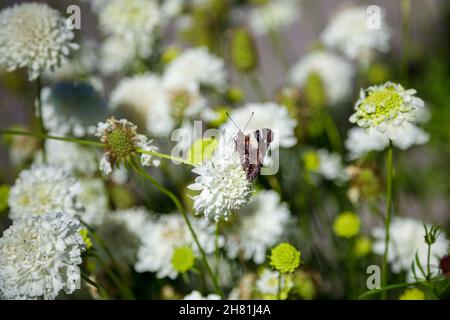 Yellow or Australian Admiral (Vanessa itea) feeding on a white Chrysanthemum Stock Photo