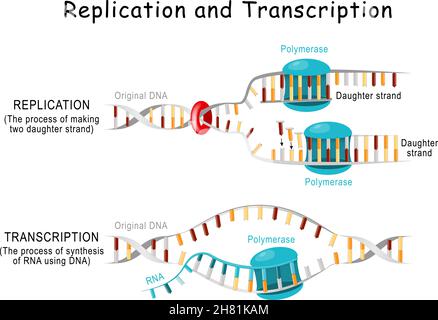 DNA Replication and Transcription. Steps. double helix is unwound. Each separated strand acts as a template for replicating a new strand. Vector Stock Vector