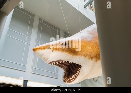 Megalodon Shark replica mount in Smithsonian Stock Photo