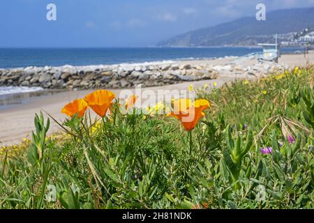 California poppies / golden poppy (Eschscholzia californica) on beach along the Pacific coast in Malibu, Los Angeles, California, United States / USA
