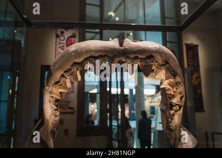 Megalodon Shark Jaw replica mount in Smithsonian Stock Photo