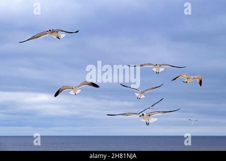 Flock of seagulls / gulls in flight over the Gulf of Mexico in winter, Mississippi, United States, USA Stock Photo