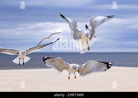 Ring-billed gulls (Larus delawarensis) in non-breeding plumage flying over beach in winter along the Gulf of Mexico, Mississippi, United States, USA Stock Photo