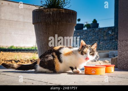 Closeup of a tricolor cat lying behind the orange bowl Stock Photo