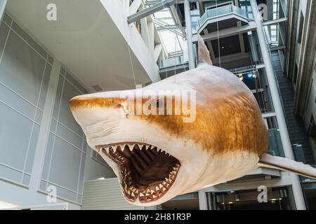 Megalodon Shark replica mount in Smithsonian Stock Photo