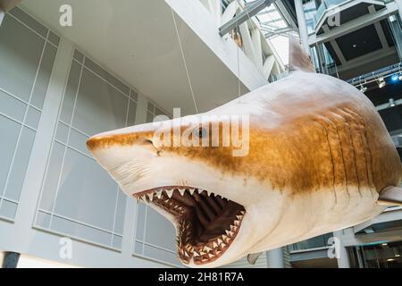 Megalodon Shark replica mount in Smithsonian Stock Photo