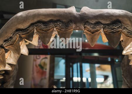 Megalodon Shark Jaw replica mount in Smithsonian Stock Photo