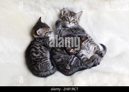 Three sleeping little cute tabby kittens on fur white blanket. Stock Photo