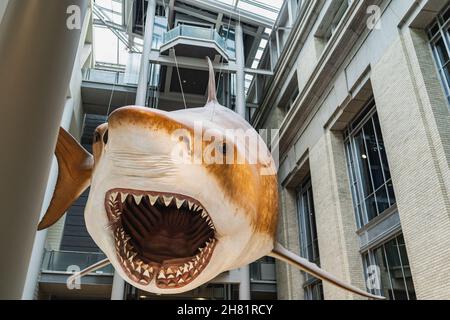 Megalodon Shark replica mount in Smithsonian Stock Photo