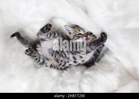 Little naughty kitten playing on soft fur white blanket. Stock Photo