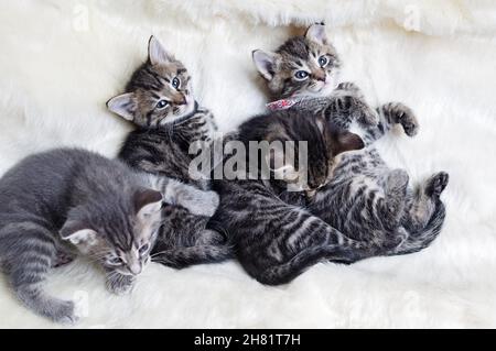 Four little kittens are resting on fur blanket. Stock Photo