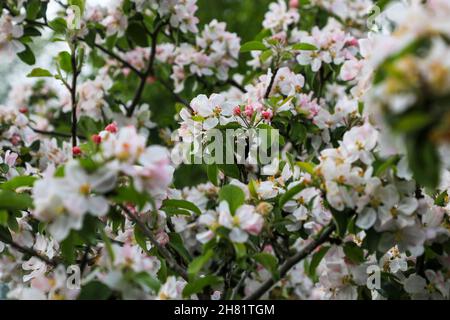 The Spring flowers of pink apple blossom, Staffordshire, England, UK Stock Photo