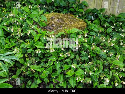 Tuberous comfrey, (Symphytum tuberosum) growing around an old tree stump, England, UK Stock Photo