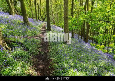 A path through an English Bluebell wood in spring time with the leaves on the trees just coming out, Staffordshire, England, UK Stock Photo