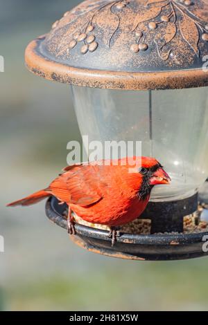 Male Northern Cardinal perched on a bird feeder in winter Stock Photo