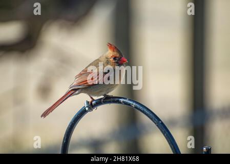 Female Northern Cardinal (Cardinalis cardinalis) perched on the metal pole Stock Photo