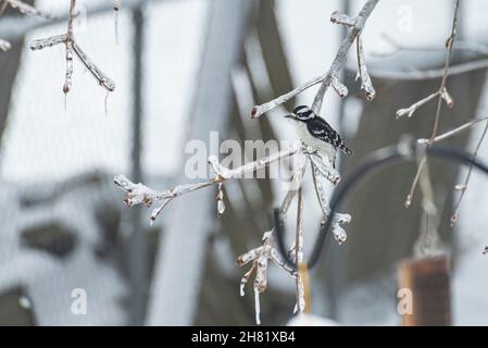 Downy woodpecker (Dryobates pubescens) perched on an icy limb during winter Stock Photo