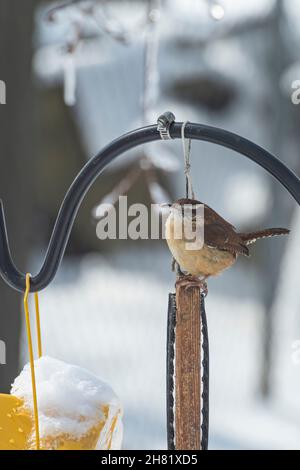 Carolina wren (Thryothorus ludovicianus) perched above a bird feeder  on a snowy day in winter Stock Photo