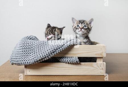 Little cute kittens sitting in wooden box. Stock Photo