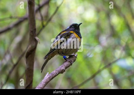 Hihi / stitchbird (Notiomystis cincta), a rare bird endemic to New Zealand Stock Photo