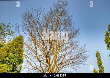 Tree Branch without leaves, autumn,winter. With sky background Stock Photo