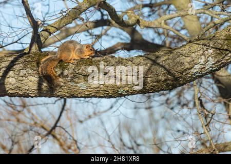 Fox squirrel sitting on a large tree branch Stock Photo