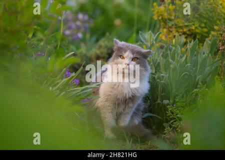 Portrait of gray  beautiful cat looking with interest. Amazement  gray  and white cat lying in the garden. Beautiful gray and white cat looking proud. Stock Photo