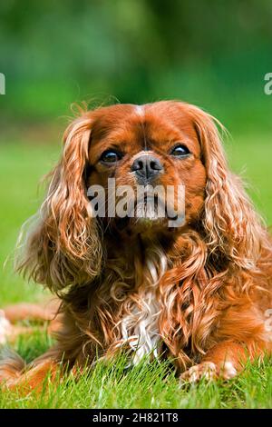 Cavalier King Charles Spaniel, Male Dog standing on Lawn Stock Photo