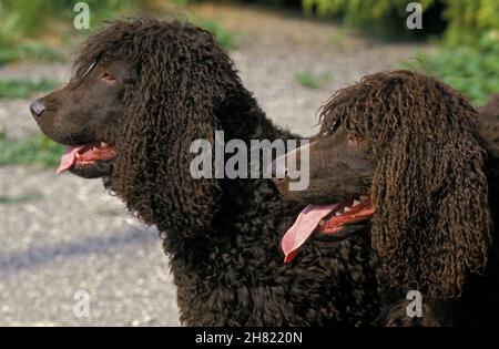 Irish Water Spaniel Dog, Portrait of Adult with Tongue out Stock Photo